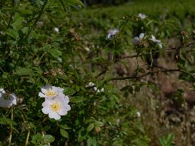 Provence Vineyards Poppies and Roses Signal Untreated Land - Provence