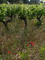 Provence Vineyards Poppies and Roses Signal Untreated Land - Provence