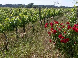 Provence Vineyards Poppies and Roses Signal Untreated Land - Provence