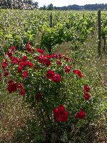 Provence Vineyards Poppies and Roses Signal Untreated Land - Provence