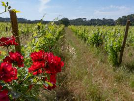 Provence Vineyards Poppies and Roses Signal Untreated Land - Provence