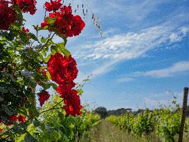 Provence Vineyards Poppies and Roses Signal Untreated Land - Provence