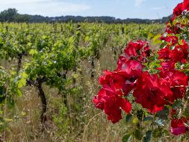 Provence Vineyards Poppies and Roses Signal Untreated Land - Provence