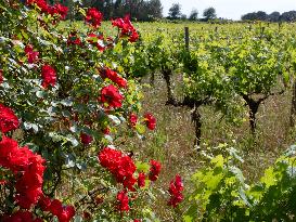 Provence Vineyards Poppies and Roses Signal Untreated Land - Provence