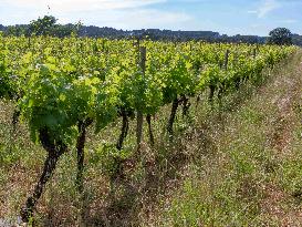 Provence Vineyards Poppies and Roses Signal Untreated Land - Provence
