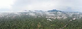 Chinese Lychees Production - China