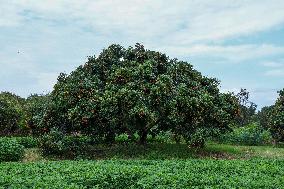 Chinese Lychees Production - China