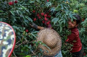 Chinese Lychees Production - China