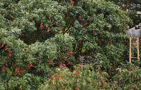 Chinese Lychees Production - China