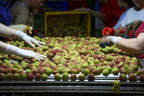 Chinese Lychees Production - China