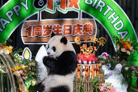 Giant Panda Qiying First Birthday Celebration in CHongqing Zoo