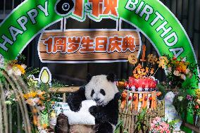 Giant Panda Qiying First Birthday Celebration in CHongqing Zoo