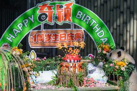 Giant Panda Qiying First Birthday Celebration in CHongqing Zoo