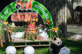 Giant Panda Qiying First Birthday Celebration in CHongqing Zoo