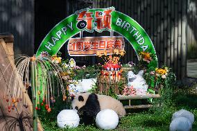 Giant Panda Qiying First Birthday Celebration in CHongqing Zoo