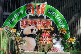 Giant Panda Qiying First Birthday Celebration in CHongqing Zoo