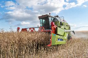 Rapeseed harvest near Chamoy in Aude - France