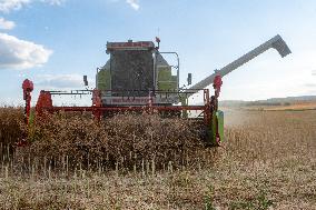 Rapeseed harvest near Chamoy in Aude - France