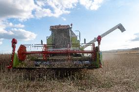 Rapeseed harvest near Chamoy in Aude - France