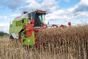 Rapeseed harvest near Chamoy in Aude - France