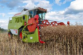 Rapeseed harvest near Chamoy in Aude - France
