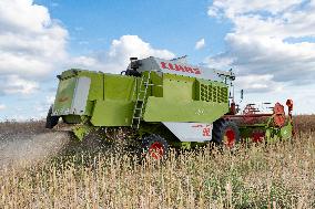 Rapeseed harvest near Chamoy in Aude - France