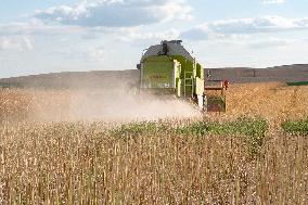 Rapeseed harvest near Chamoy in Aude - France