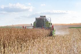Rapeseed harvest near Chamoy in Aude - France
