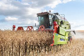 Rapeseed harvest near Chamoy in Aude - France