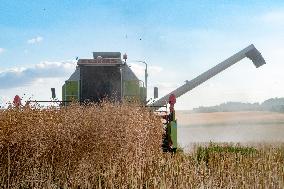 Rapeseed harvest near Chamoy in Aude - France