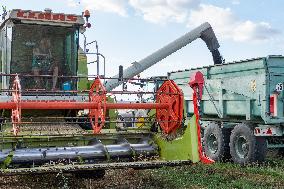 Rapeseed harvest near Chamoy in Aude - France