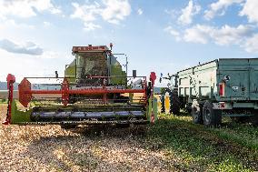 Rapeseed harvest near Chamoy in Aude - France