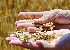 High-Tech Seeds And Tech-Driven Farming - China