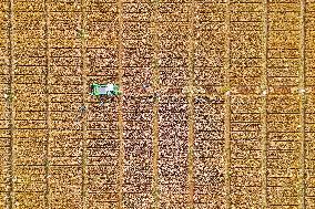 High-Tech Seeds And Tech-Driven Farming - China