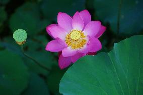 Summer Lotus Flowers - China