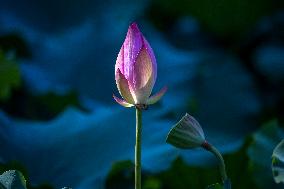 Summer Lotus Flowers - China
