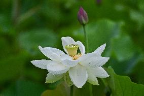 Summer Lotus Flowers - China