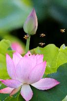 Summer Lotus Flowers - China
