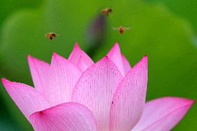 Summer Lotus Flowers - China