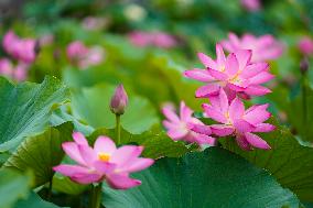Summer Lotus Flowers - China