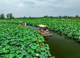 Summer Lotus Flowers - China