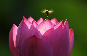 Summer Lotus Flowers - China