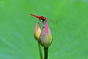 Summer Lotus Flowers - China