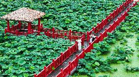 Summer Lotus Flowers - China