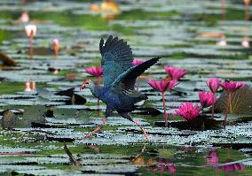 Wild Birds of Colombo - Sri Lanka