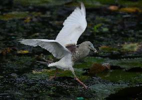Wild Birds of Colombo - Sri Lanka