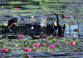 Wild Birds of Colombo - Sri Lanka