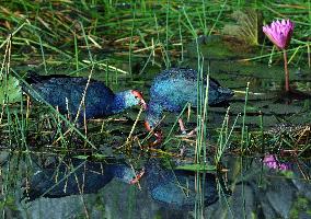 Wild Birds of Colombo - Sri Lanka