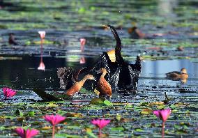 Wild Birds of Colombo - Sri Lanka