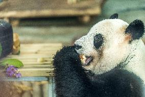 Twin Giant Pandas 9th Birthday Celebration in Nanning Zoo